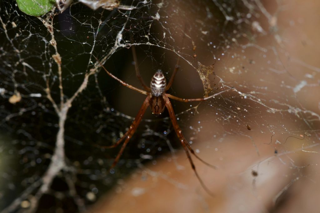Linyphiidae